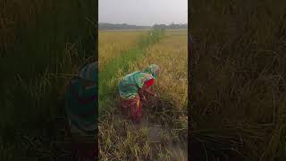 ଧାନ କାଟି #ପାଇଁ ଆସିଛୁ # good morning # you tube channel# surat mini video # mini Volker #