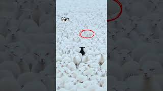 Who are you in crypto? True bitcoin OG #memes #trading
