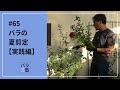 #65 バラの夏剪定【実践編】