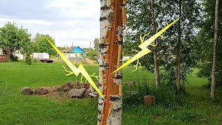 Удар Молнии В Березу. Последствия. Выживет Ли Дерево. Результат В Конце.