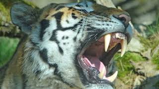 Multivisions-Festival 2025