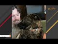Rescue dog hilariously 'melts' for man