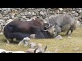 Yak fight in Yugo Baltistan part 3