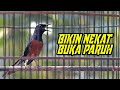 Pancingan Buat Trek Murai Batu Bikin Nekat Buka Paruh Mp3 - Mp4 Download