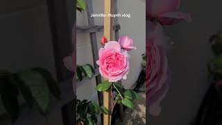 Kiss Me Kate rose first bloom #jenniferhuynhvlog #kissmekaterose #roses #strongfragrantroses