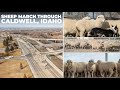 2,200 Sheep march through Caldwell, Idaho