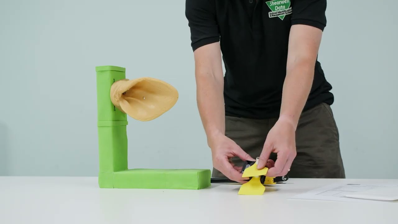 Applying BVD Cattle Tags - Shearwell