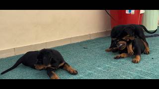 Every Rottweiler Puppy Has a Different Personality! 🐶 ❤️