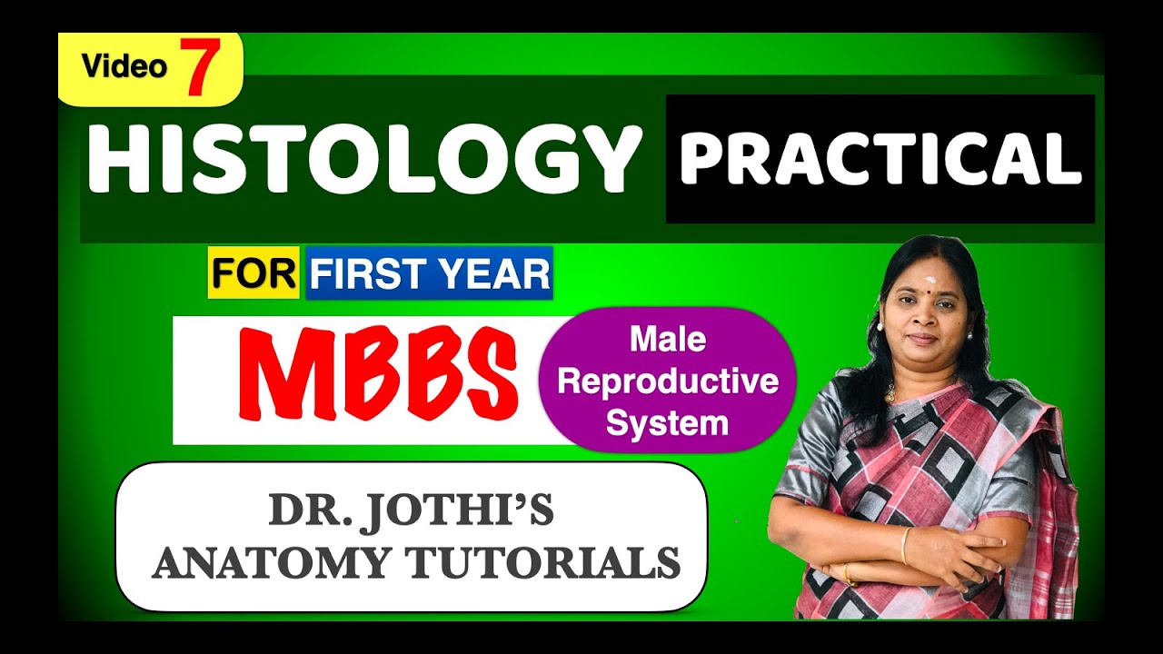 Histology Practicals for first year MBBS - Male Reproductive system Class - 6