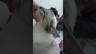 Minha Gata Que Está Tão Gordinha Que Acharam Que Ela Está Penha