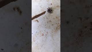 Aftermath of the Great Spider War