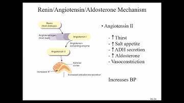 Bio 169 Chapter 24 Lecture Video Part 2