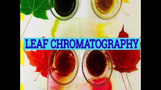 How to do Leaf Chromatography Experiment. Botany&chemistry Experiment. Grade5sci #Leafchromatography