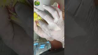 Budgies Parrot Egg Binding Treatment