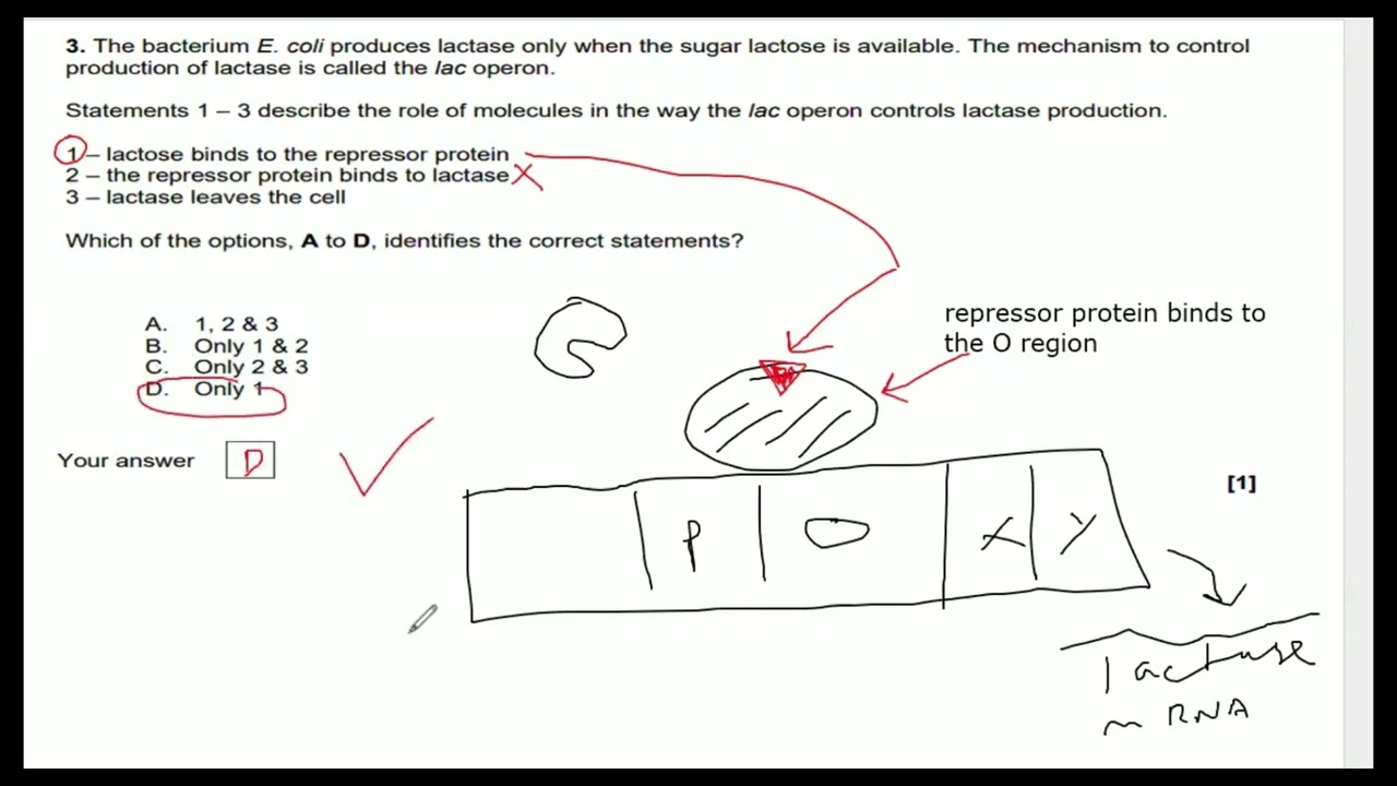 Cellular control OCR A Level Biology   walkthrough