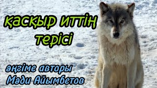 видео: ҚАСҚЫР ИТТІҢ ТЕРІСІ әңгіме авторы Мәди Айымбетов#аудиокітап#аудиоәңгіме  картинка: ҚАСҚЫР ИТТІҢ ТЕРІСІ әңгіме авторы Мәди Айымбетов#аудиокітап#аудиоәңгіме