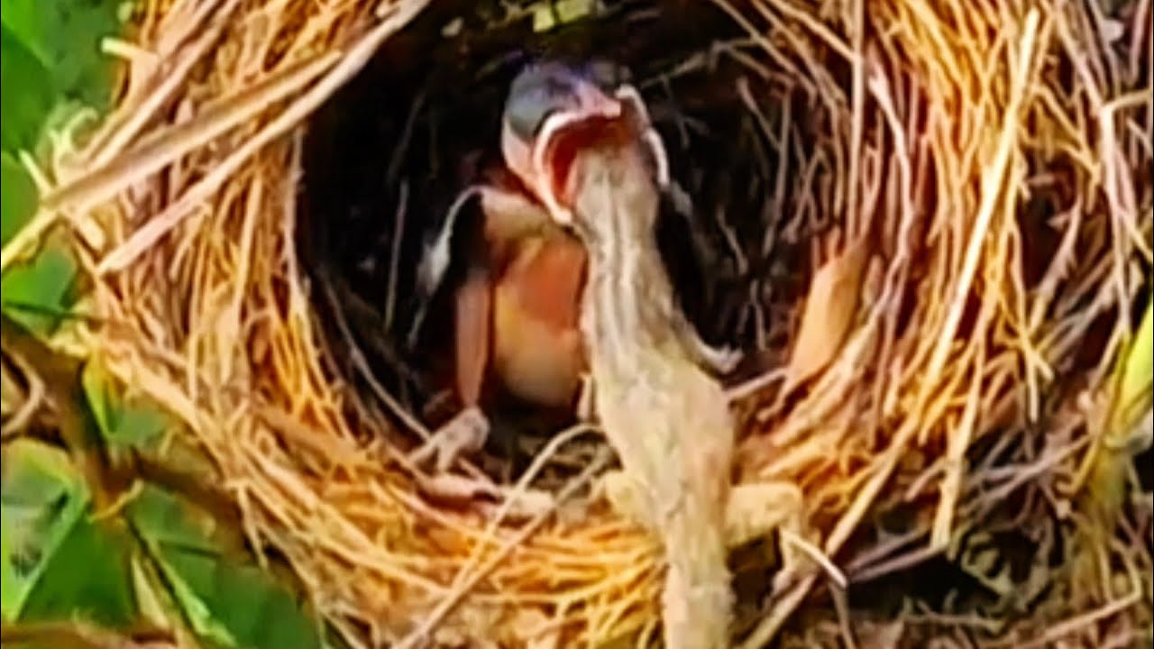 INDUK GOBLOK, BAYI BURUNG HAMPIR MATI