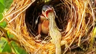 Download Lagu STUPID MOTHER, BABY BIRD ALMOST DIED MP3