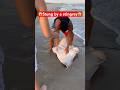 😱Stung by a stingray😱 #shorts #fish #fishing #florida #longisland #ny #shark #beach #sharkfishing