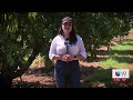 Tras redada masiva… los campos quedan vacíos en California