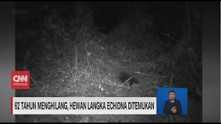 62 Tahun Menghilang, Hewan Langka Echidna Ditemukan