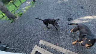 Flight Of The Doggies May 2022 4K