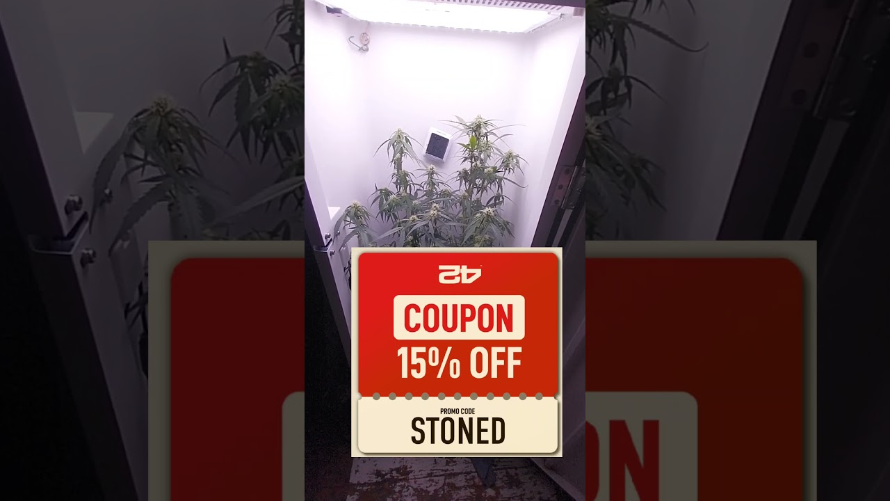 CHEMDOG AUTOFLOWER FROM FASTBUDS