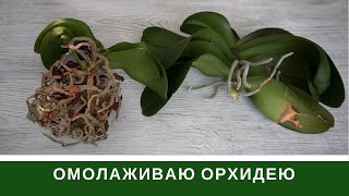 :        FF         