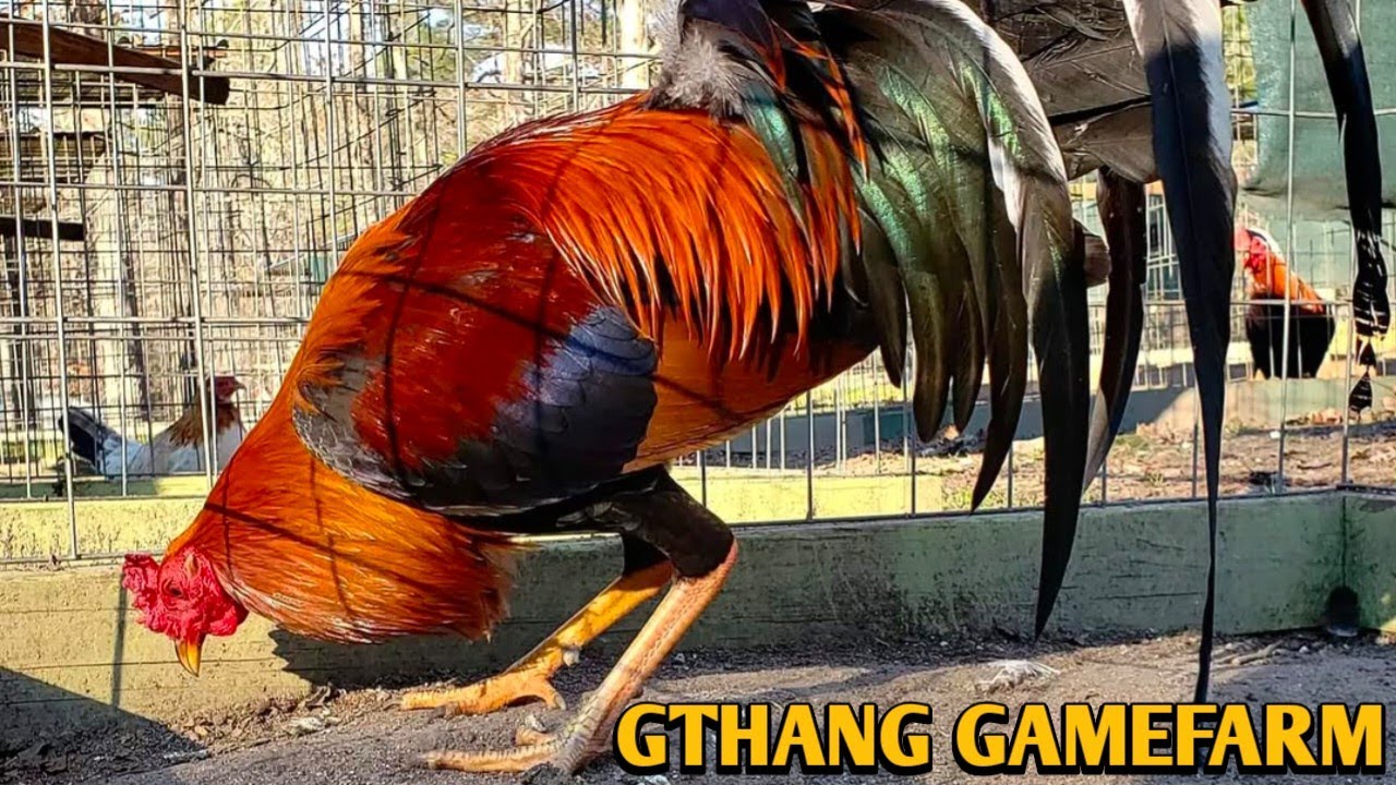 Sweater Yellow leg hatch Kelso - GTHANG FARM