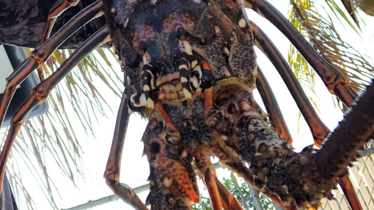 Mini Season Key West, FL YouTube