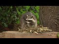 Zoo Day | Meet the raccoon