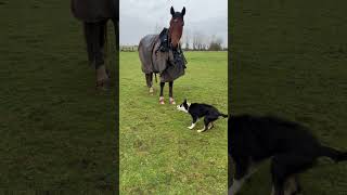 Bonding Between Border Collie Puppy and Horse