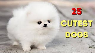 25 Cutest Dog Breeds to Keep as Pets