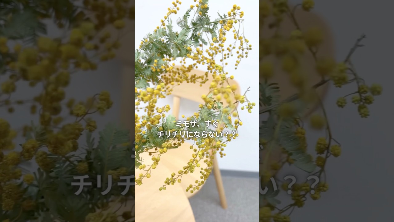 ミモザの切り花がすぐ枯れる原因は？長持ちさせる水揚げ・管理方法を