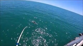 30Sep22 8ft Tiger Shark, Groper, SM screenshot 5