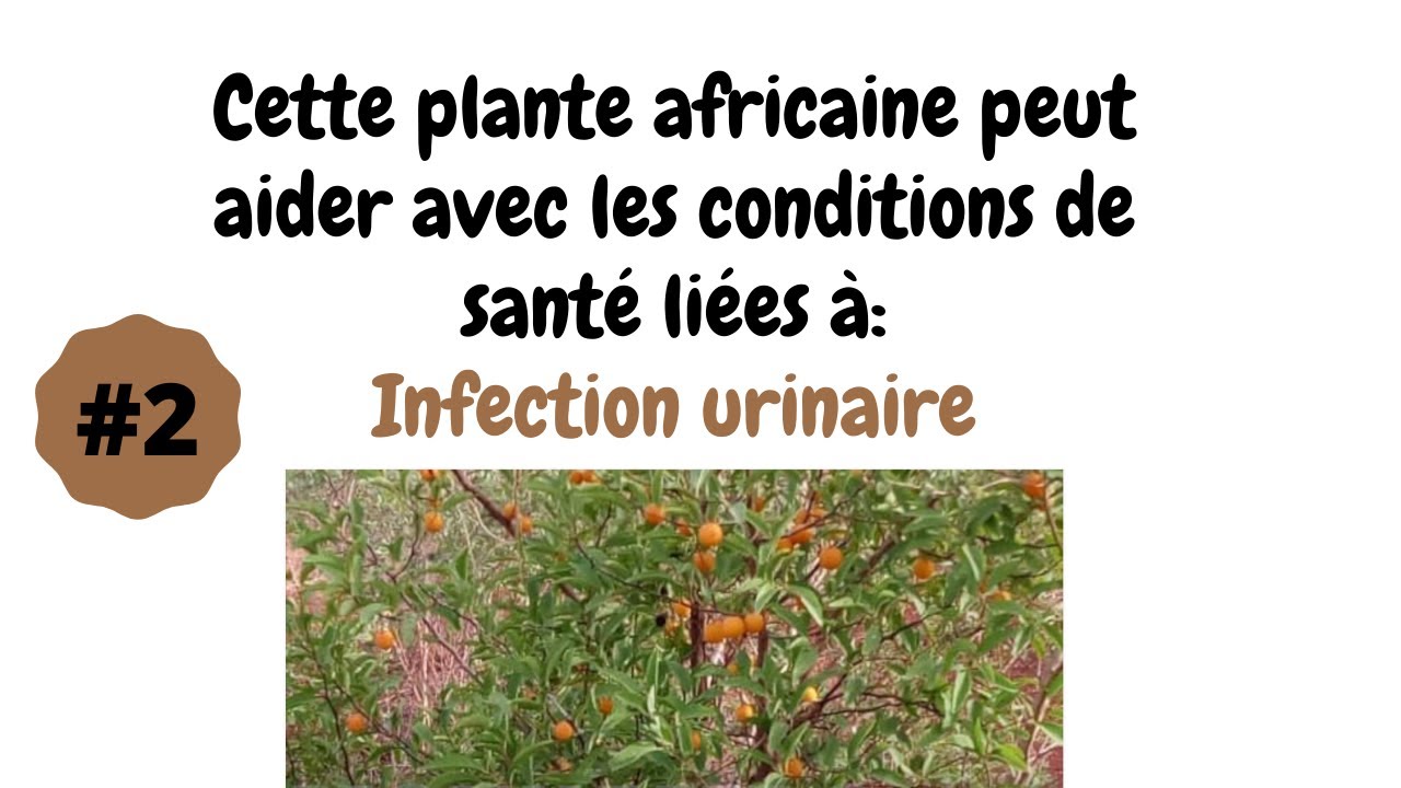 Cette plante africaine peut aider avec les conditions de santé liées à — free download