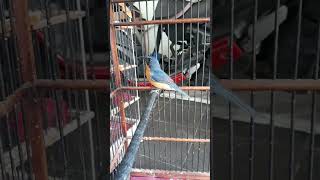 Download Lagu Anakan tledekan gunung MP3