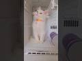 Hot Cat#funny #petlover #like #subscribe