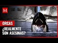 ¿Por qué se considera a las orcas como animales asesinos?; la verdad detrás del nombre