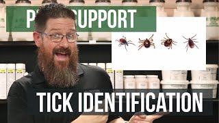 What do Ticks Look Like | Pest Support