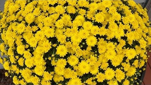 Chia sẽ với cả nhà Cách làm trà bông cúc để dành uống rất tốt cho sức khỏe