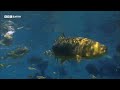 Piranhas Strip a Fish to the Bone | 20 Years of Planet Earth | BBC Earth