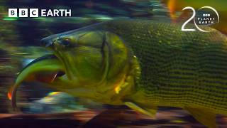 Piranhas Strip A Fish To The Bone 20 Years Of Planet Earth Bbc Earth