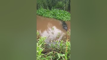 con cá sấu trôi theo dòng nước