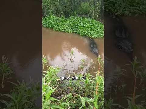 Video con cá sấu trôi theo dòng nước - youtube