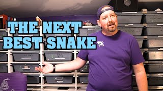 What is the next best snake after ball pythons?  We use some unscientific data!!
