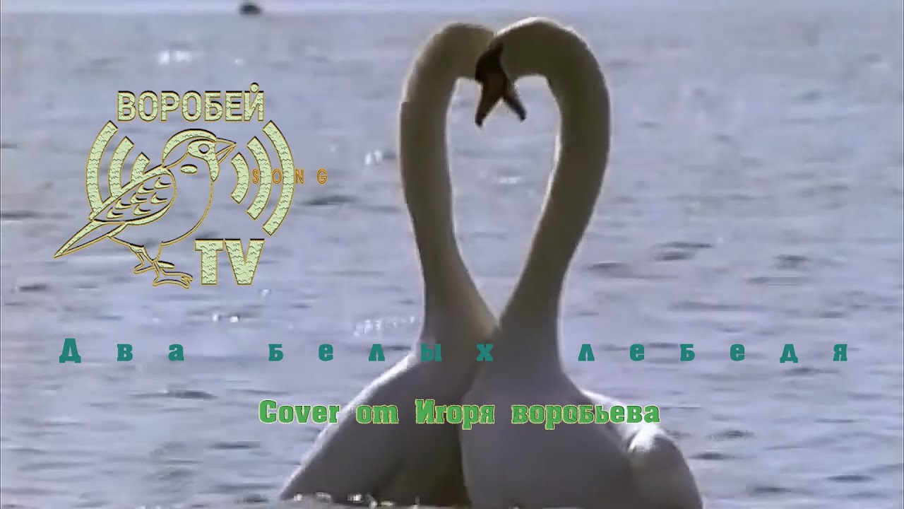 Рок острова про лебедя. Рок-острова слушать два белых лебедя. Кто поет лебедь белая сильная смелая