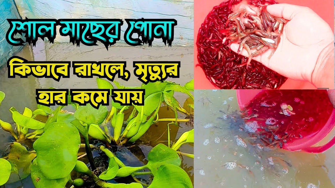 দেশি শোল মাছের পোনার নতুন ভিডিও। snakehead fish farming in Bangladesh update! 
