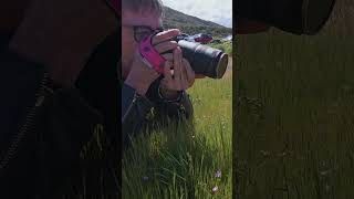 Your Moment of Zen: Wildflowers at Rowena Crest 🌼