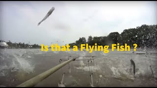 Is that a Flying Fish ?